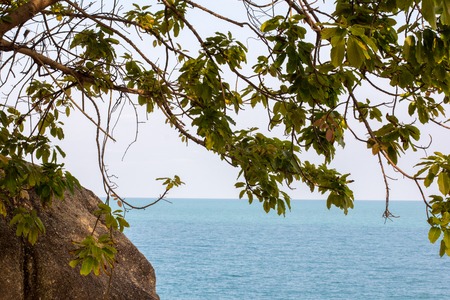 Trees at Sea Coast on the islandの写真素材