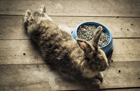 Rabbit at food close up with selective focusの写真素材