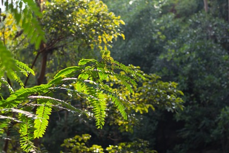 Green leaves background with part of treeの写真素材