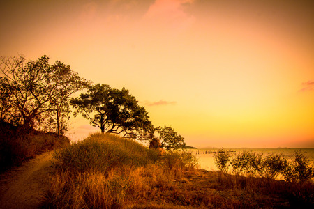 Silhouette of Tree and Sunset on Sea in islandの写真素材