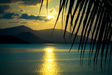 beautiful sunset. View through palm leaf and on peaceful mountains. Green backgroundの写真素材