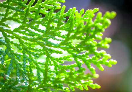 Dreamy bokeh and green cypress branches