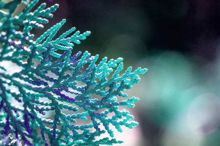 Dreamy bokeh and blue cypress branches