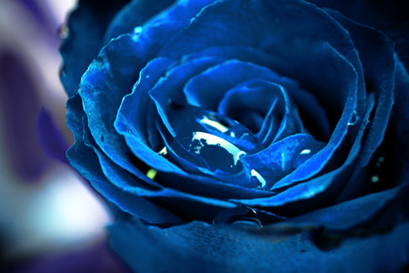 close up of blue rose with dropの写真素材