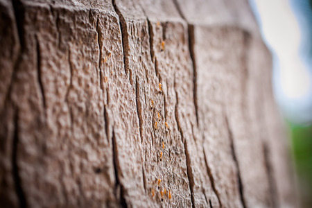 Ants running down the trunk of palm treesの写真素材