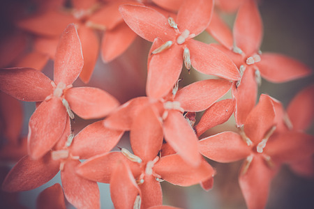 Small pink flowers on a branchの写真素材