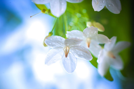 The white flowers