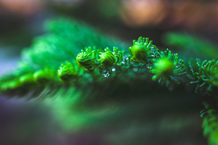 Young pine tree branch with dropsの写真素材