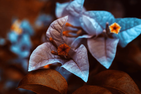 Blue - orange flower