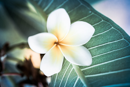 Tropical flowers frangipani (plumeria)の写真素材