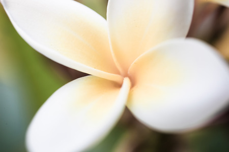 Tropical white flower frangipani (plumeria)の写真素材