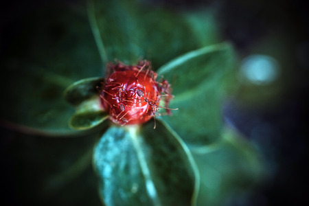 Ants is staying on the red unblown flower budの写真素材