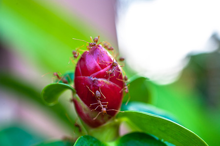 Ants is staying on the red unblown flower budの写真素材