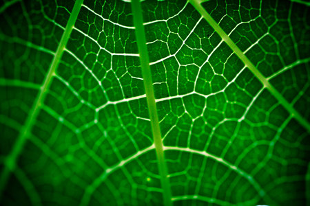 Green Leaf Close Up texture