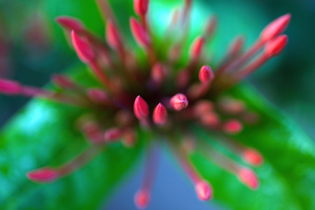 Unblown red flowers among the green leafsの写真素材