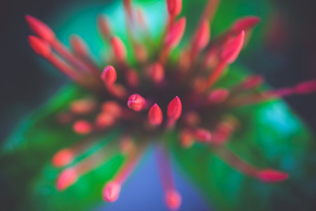 Unblown red flowers among the green leafsの写真素材