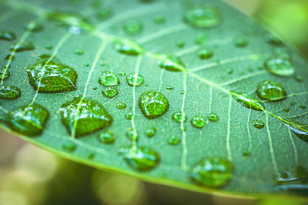 Rain drops on green leaf. Macro shootの写真素材