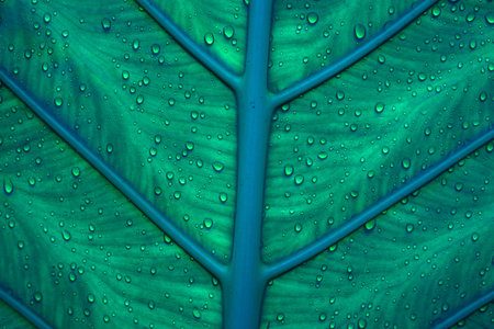 Water drops on the blue cold grass. Macro shoot