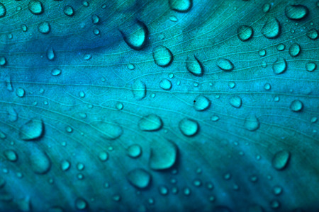 Water drops on the blue cold grass. Macro shootの写真素材
