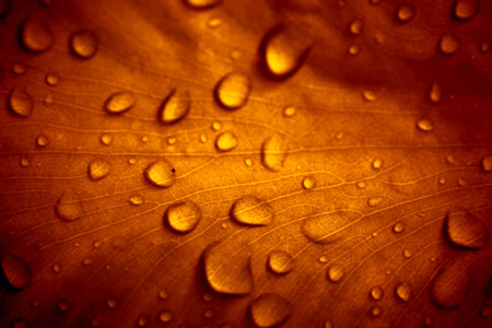 Closeup of golden and blurry leaf with water droplets. Macroの写真素材