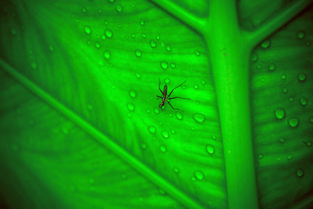 Close up of mosquito sitting on the wet leaf with drops after rain. Macro