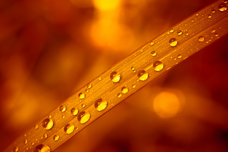 Closeup of golden and blurry grass with water droplets. Macroの写真素材