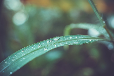 Water drops on the grass in retro colors. Macro shootの写真素材