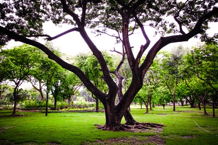 Green big tree in the parkの写真素材