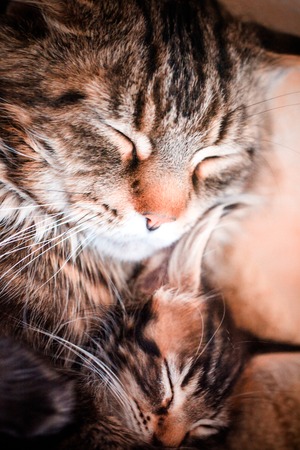 Cat and kitten maine coon lie together. Concept animal loveの写真素材