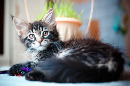 Close up of Black tabby color Maine coon kittenの写真素材
