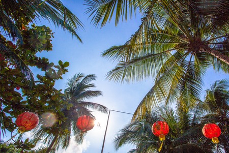 Coconut trees in blue skyの写真素材
