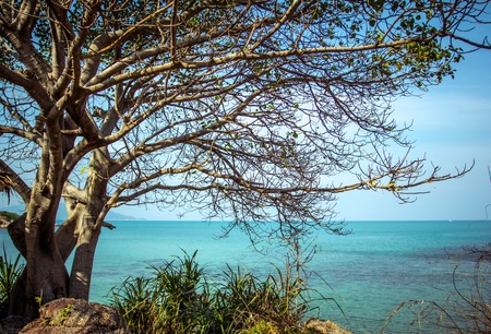 Tree branches over the ocean in Thailandの写真素材