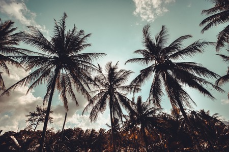 Vintage palm trees at tropical coastの写真素材