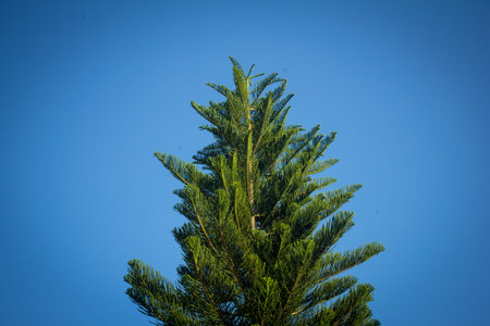 Pine tree with clear blue skyの写真素材