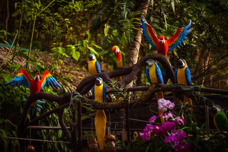 group of colorful macaws in jungleの写真素材