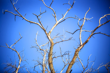 Dead dry branches of a tree in a field against the sky