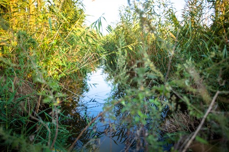 Swampy  lake with mirror water level in mysterious forest, young tree Fresh green color of herbsの写真素材