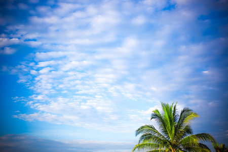 Palm panorama, clouds and sky with room for textの写真素材