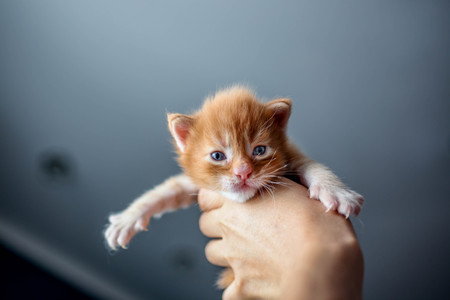 Maine coon little kitten in the hand at homeの写真素材