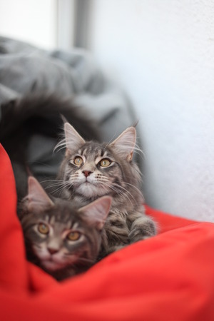 Funny Maine coon blue cats sitting on the red sofaの写真素材