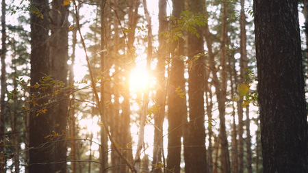 Beautiful autumn forest mountain path at sunsetの写真素材
