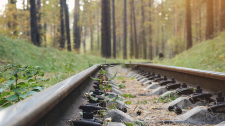 Railway Road in the pine forestの写真素材