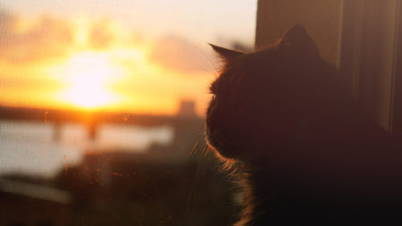Beautiful Maine Coon cat sitting on the window observing through window amazing sunset and city background with bridgeの写真素材