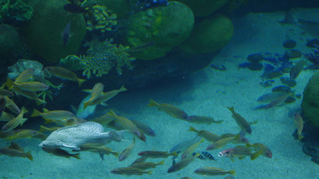 Beautiful exotic see fish in an aquarium. Underwater Scene