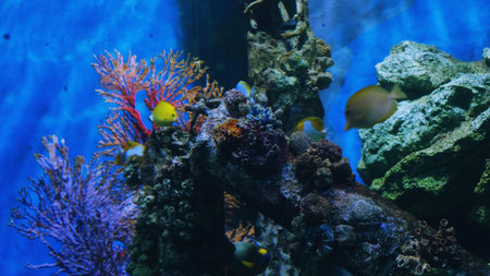 Beautiful exotic see fish in an aquarium. Underwater Scene