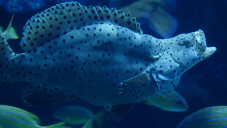 Beautiful an exotic see fish with open mouth in an aquarium.