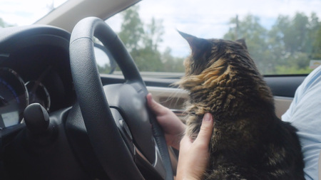 Maine Coon cat traveling with a host in car.の写真素材