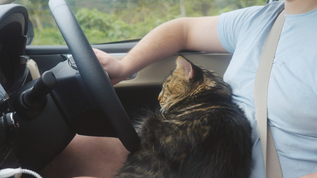 Maine Coon cat traveling with a host in car.の写真素材