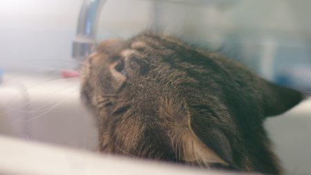 Maine Coon cat drinks water from under the crane. 1920x1080の写真素材