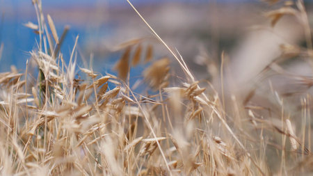 Oats spikelets on the background of the blue seaの写真素材